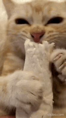 eating cat gif|original licking cat meme.